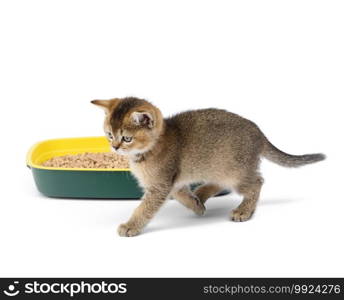 Kitten golden ticked british chinchilla straight and a plastic toilet with sawdust. Animal on a white background