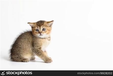 Kitten golden ticked british chinchilla straight sits on a white background. Cat looking at the camera, copy space