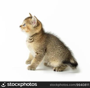 Kitten golden ticked british chinchilla straight sits on a white background, close up