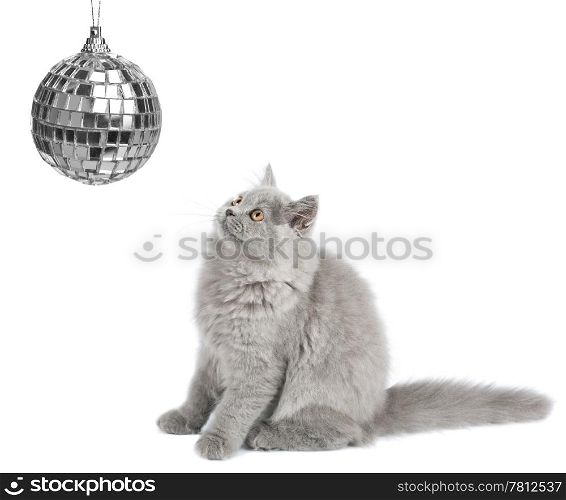 kitten looking at christmas ball isolated