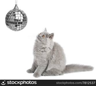 kitten looking at christmas ball isolated