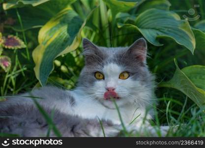 Kitten looking in camera and showing tongue. Cat sits in the garden with tongue sticking out.