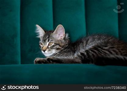 Kitten lying on the green sofa