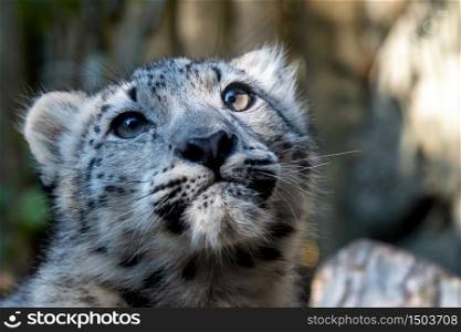 Kitten of snow leopard - Irbis (Panthera uncia) watches the neighborhood.