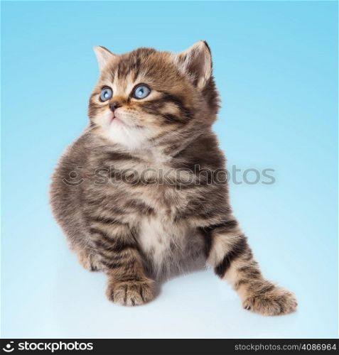 kitten on a blue background