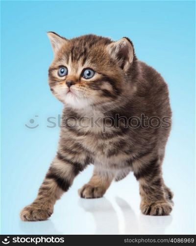 kitten on a blue background