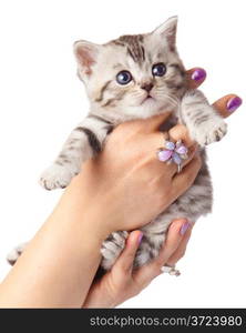 kitten on a white background. Adorable young cat in woman hands. cute little kitten sitting on the palm