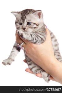 kitten on a white background. Adorable young cat in woman hands. cute little kitten sitting on the palm