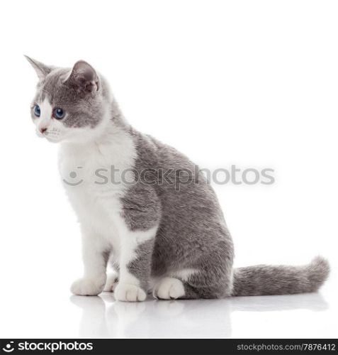 kitten on a white background. gray kitten