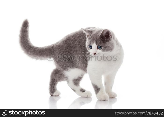 kitten on a white background. gray kitten