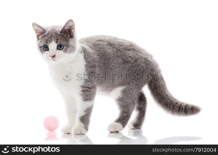 kitten on a white background. gray kitten