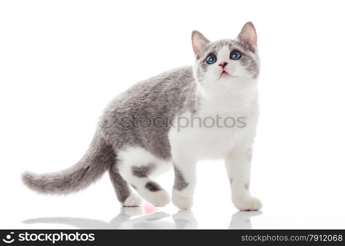 kitten on a white background. gray kitten