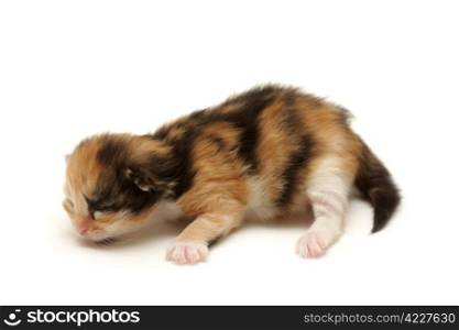 Kitten on the floor isolated on white background