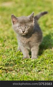 Kitten on the green grass