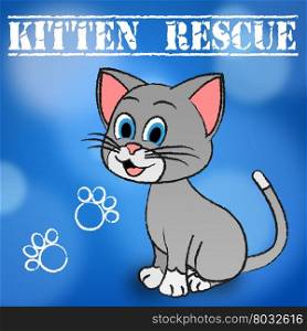 Kitten Rescue Showing Recovering Pets And Pet