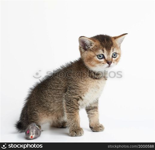 Kitten Scottish chinchilla straight sits on a white background. Cat looking