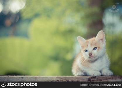 Kitten sitting on the wooden floor looking on the top