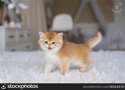 kitten sitting, small cat, cute animal, fluffy pet, wool, looking down, vertical, playing with a toy, veterinary medicine. Red-haired purebred long-haired British kitten on the bed in the interior