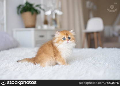 kitten sitting, small cat, cute animal, fluffy pet, wool, looking down, vertical, playing with a toy, veterinary medicine. Red-haired purebred long-haired British kitten on the bed in the interior