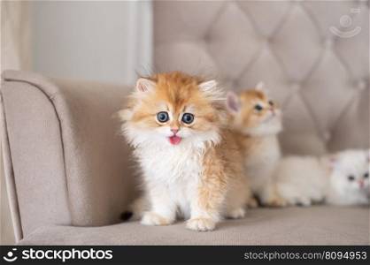 kitten sitting, small cat, cute animal, fluffy pet, wool, show tongue. longhair british kittens with open mouth