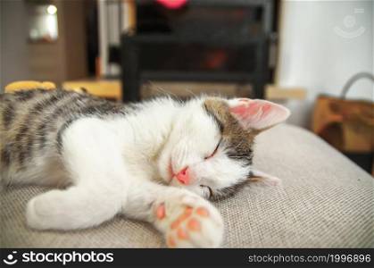 kitten sleeping, Christmas and New Year, portrait cat on a sofa color background. Santa, presents. Warm house