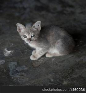 Kitten, Thailand