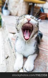 Kitten yawning / Tabby kitty cat lying on the floor playing and yawn