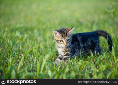 Kitten young playful hunting grasshopers in the grass