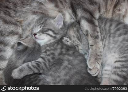 kittens drinking milk from his mother. kittens of Scottish Straight breed drinking milk from his mother