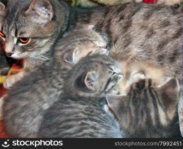 kittens drinking milk from his mother. kittens of Scottish Straight breed drinking milk from his mother