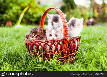Kittens in the basket on the grass outdoors. Kittens in the basket