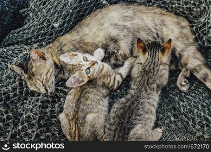 Kittens sucking milk from their mother