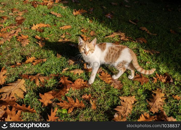 Kitty looking at camera with autumn background on morning.