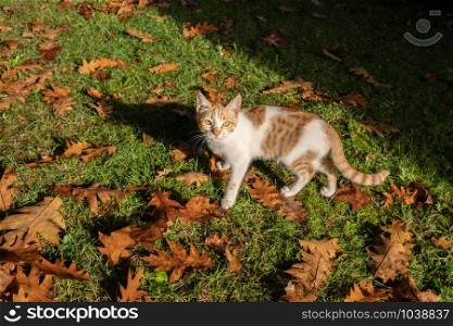 Kitty looking at camera with autumn background on morning.