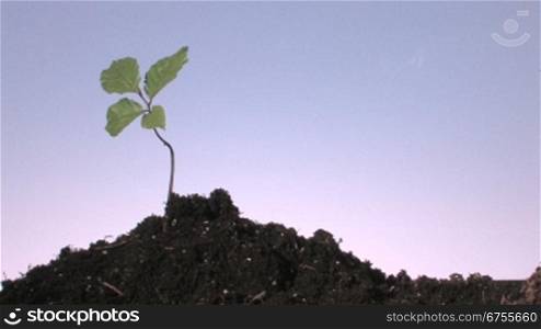 kleine Buchenpflanze in einem Haufen Erde