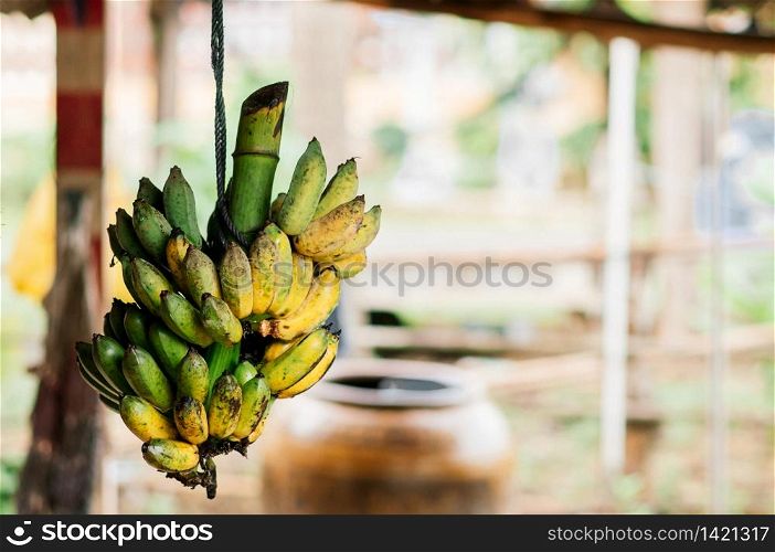 Klui Namwa or Pisang Awak banana hanging on rope. High nutrition Asian tropical fruit