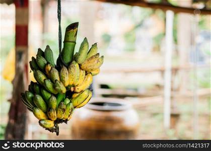 Klui Namwa or Pisang Awak banana hanging on rope. High nutrition Asian tropical fruit