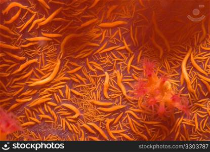 Klunzinger&acute;s Soft Coral (Dendronephthya Klunzingeri)