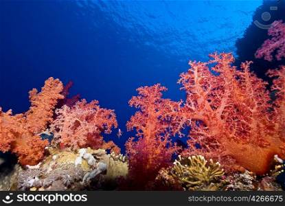 Klunzingers Soft Coral