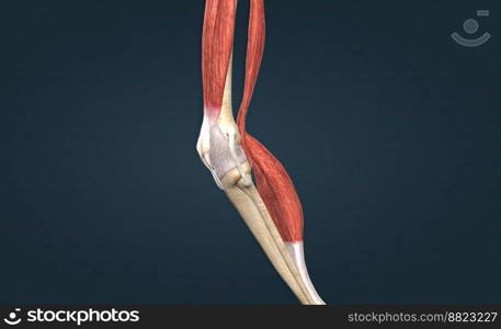 Knee joint anatomy, different structures in and around the knee 3D illustration. Knee joint anatomy, different structures in and around the knee.