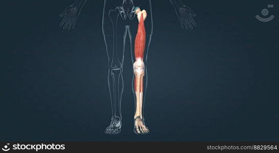 Knee joint anatomy, different structures in and around the knee 3D illustration. Knee joint anatomy, different structures in and around the knee.