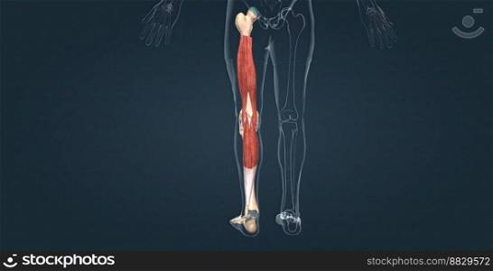 Knee joint anatomy, different structures in and around the knee 3D illustration. Knee joint anatomy, different structures in and around the knee.