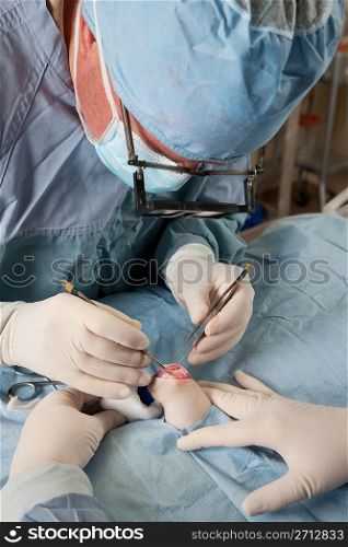 Knee operation on small dog