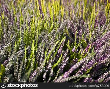 Knospenheide. Heather in different colors in the summer