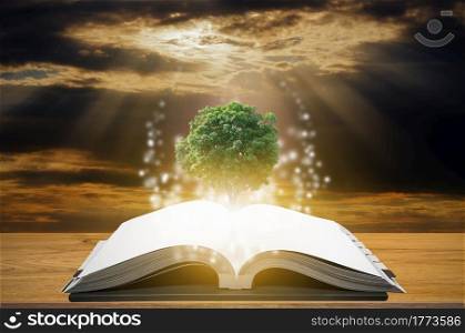 Knowledge concept of education and knowledge with tree growing from open book.. Open book