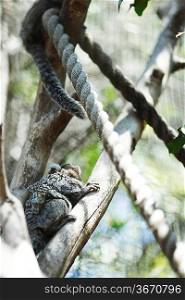 Koala climbing a tree in a zoo