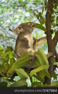Koala in tree eating eucalyptus leaves in Australia.
