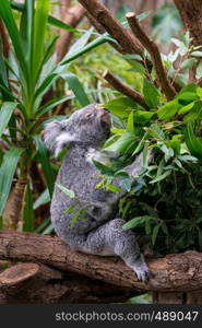 Koala on a branch of eucalyptus tree