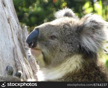 Koala on tree. Koala, Phascolarctos cinereus, in its natural habitat on a eucalyptus tree