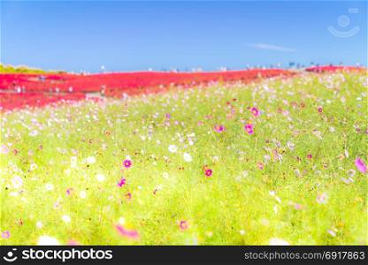 Kochia and cosmos bush with hill landscape Mountain,at Hitachi Seaside Park in autumn with blue sky at Ibaraki, Japan